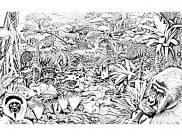 Coloriages Jungle et Forêt