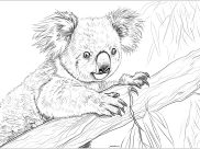Coloriages de Koalas à imprimer pour adultes
