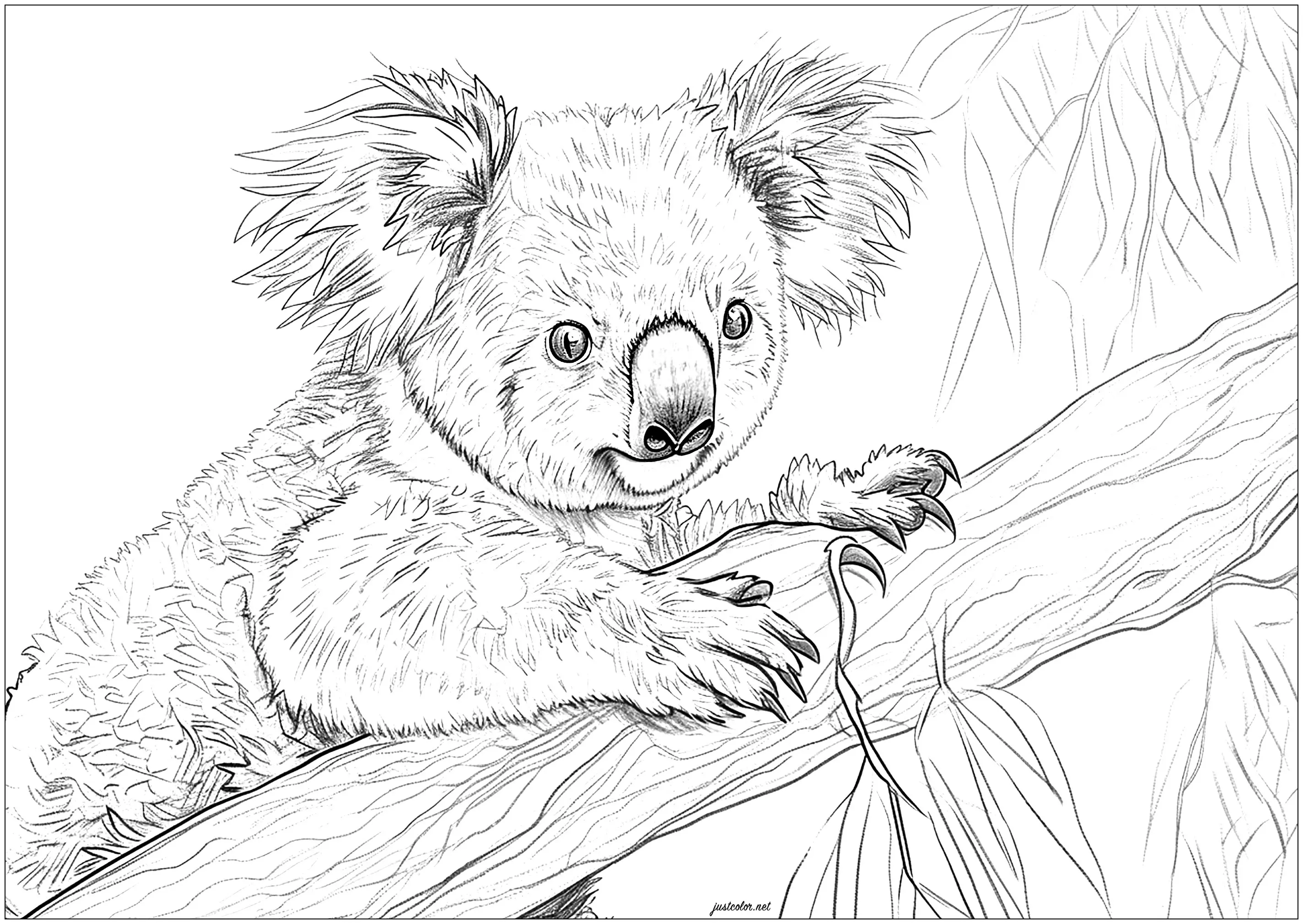 Maginifique koala sur une branche (Coloriage à imprimer pour adultes)