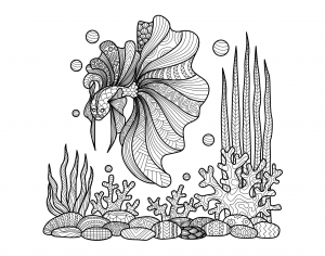 Coloriage adulte zentangle poisson sur coraux par bimdeedee