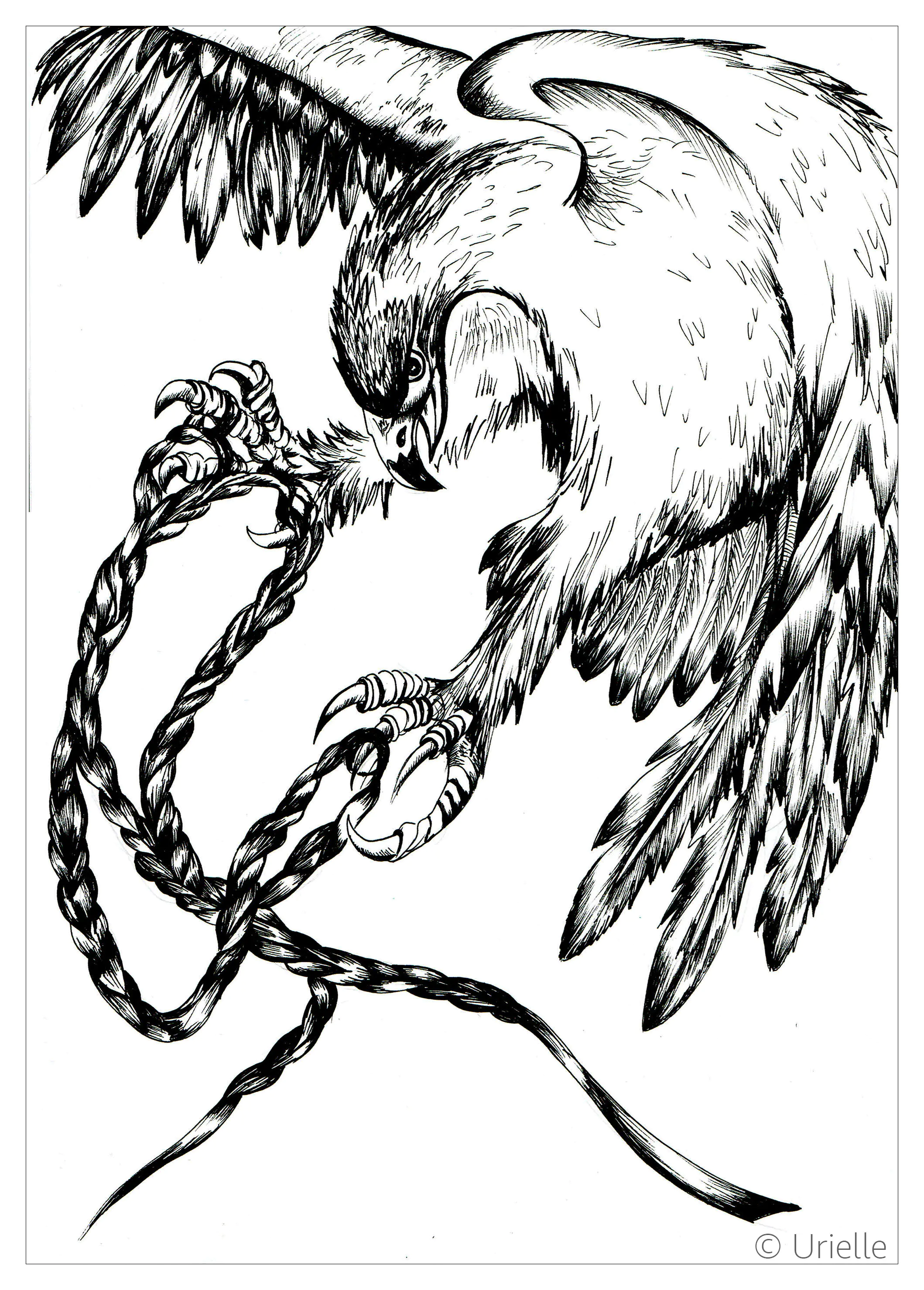 Aigle en mouvement (Coloriage d'Oiseaux à imprimer pour adultes)
