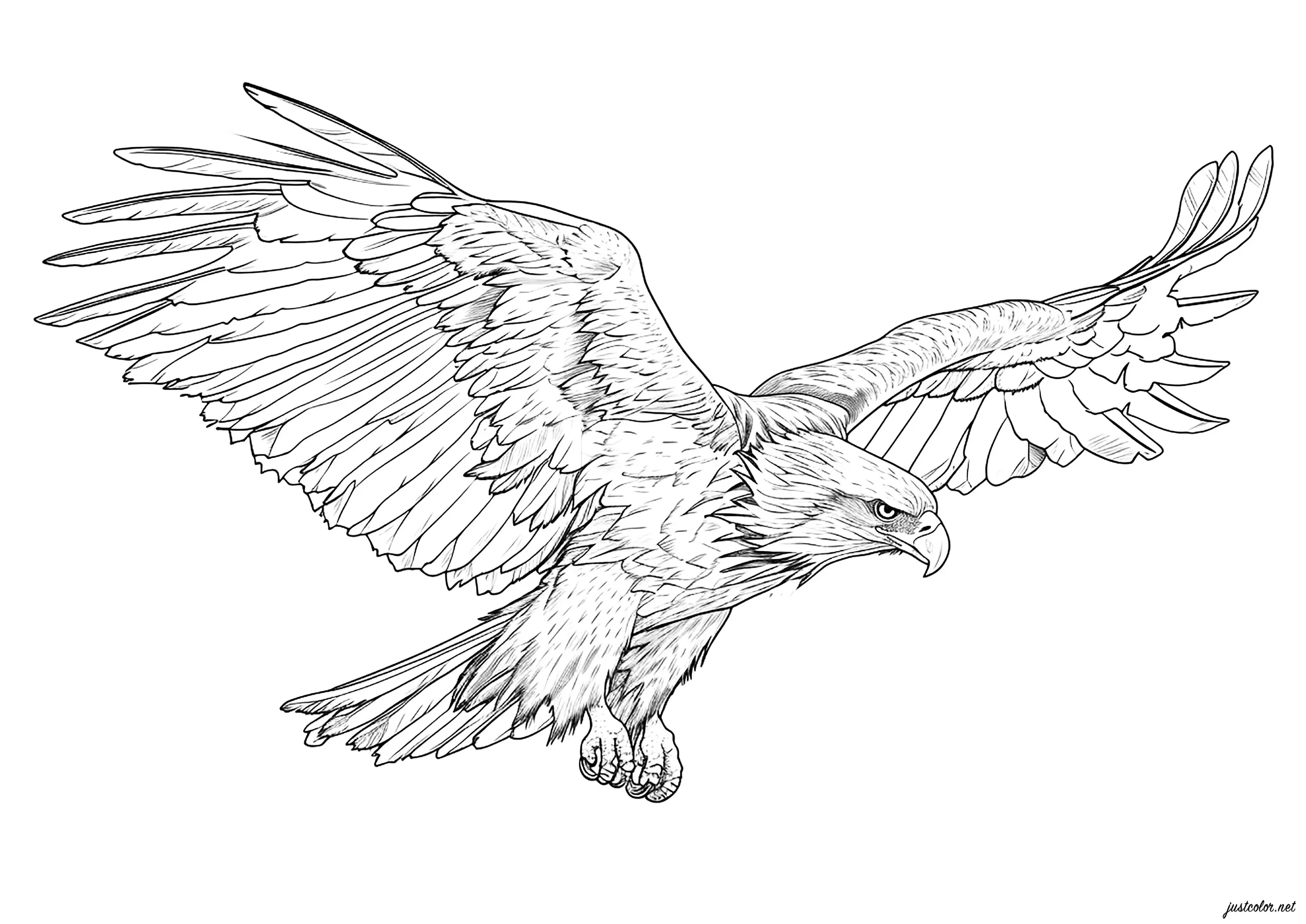 Aigle en plein vol (Coloriage d'Oiseaux à imprimer pour adultes)