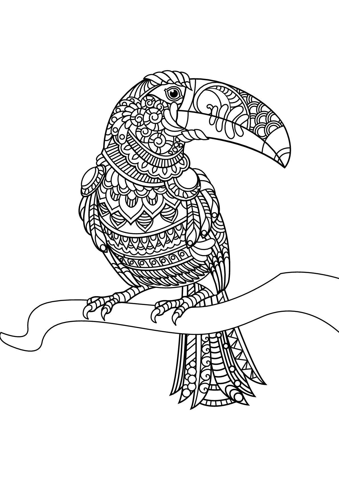 Livre Gratuit Toucan Oiseaux Coloriages Difficiles Pour