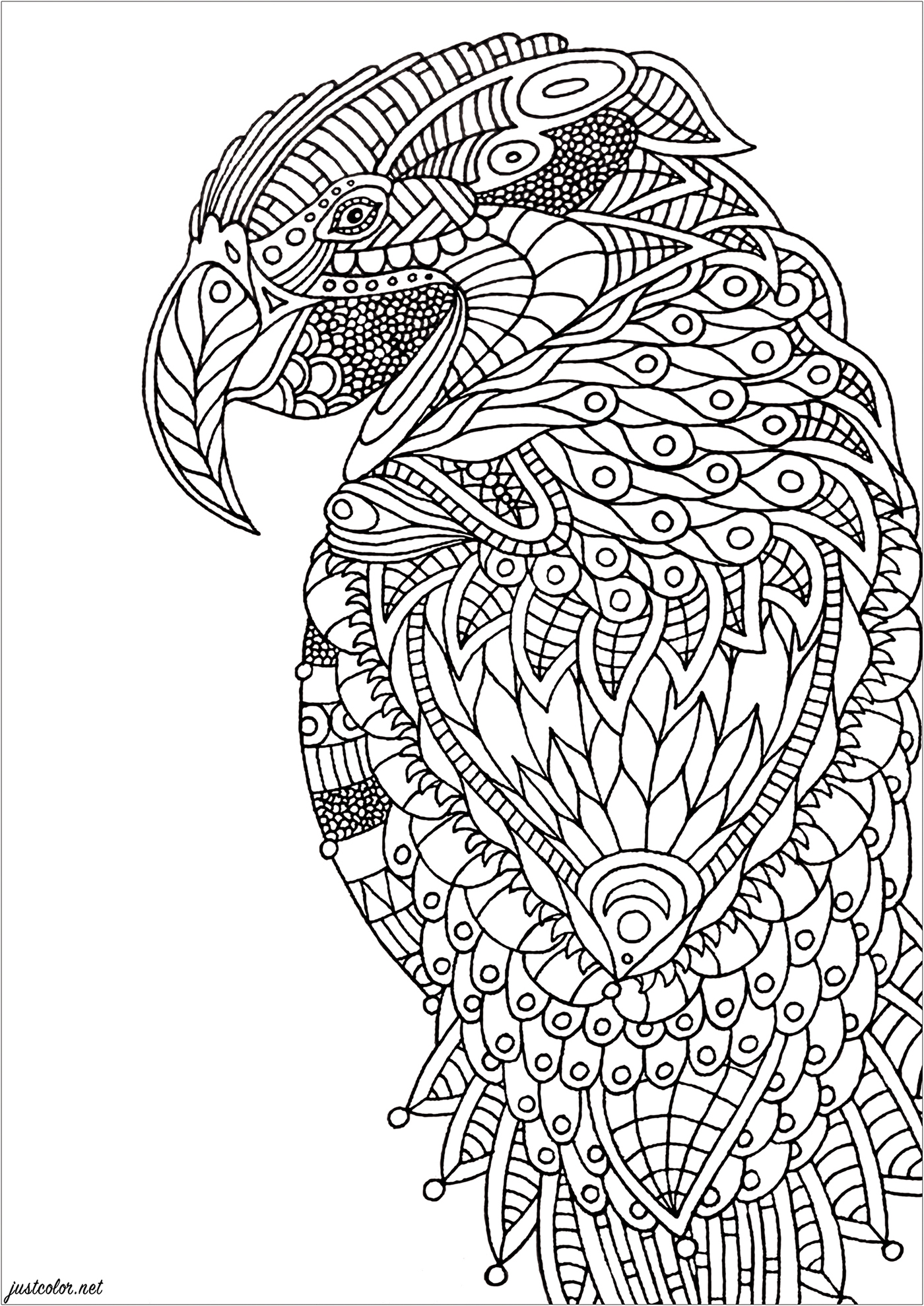 Coloriez les nombreux détails de ce perroquet aux motifs Zentangle ... un parfait coloriage Anti-stress, Artiste : Lucie