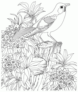 coloriage-pour-adulte-1 (Coloriage d'Oiseaux)