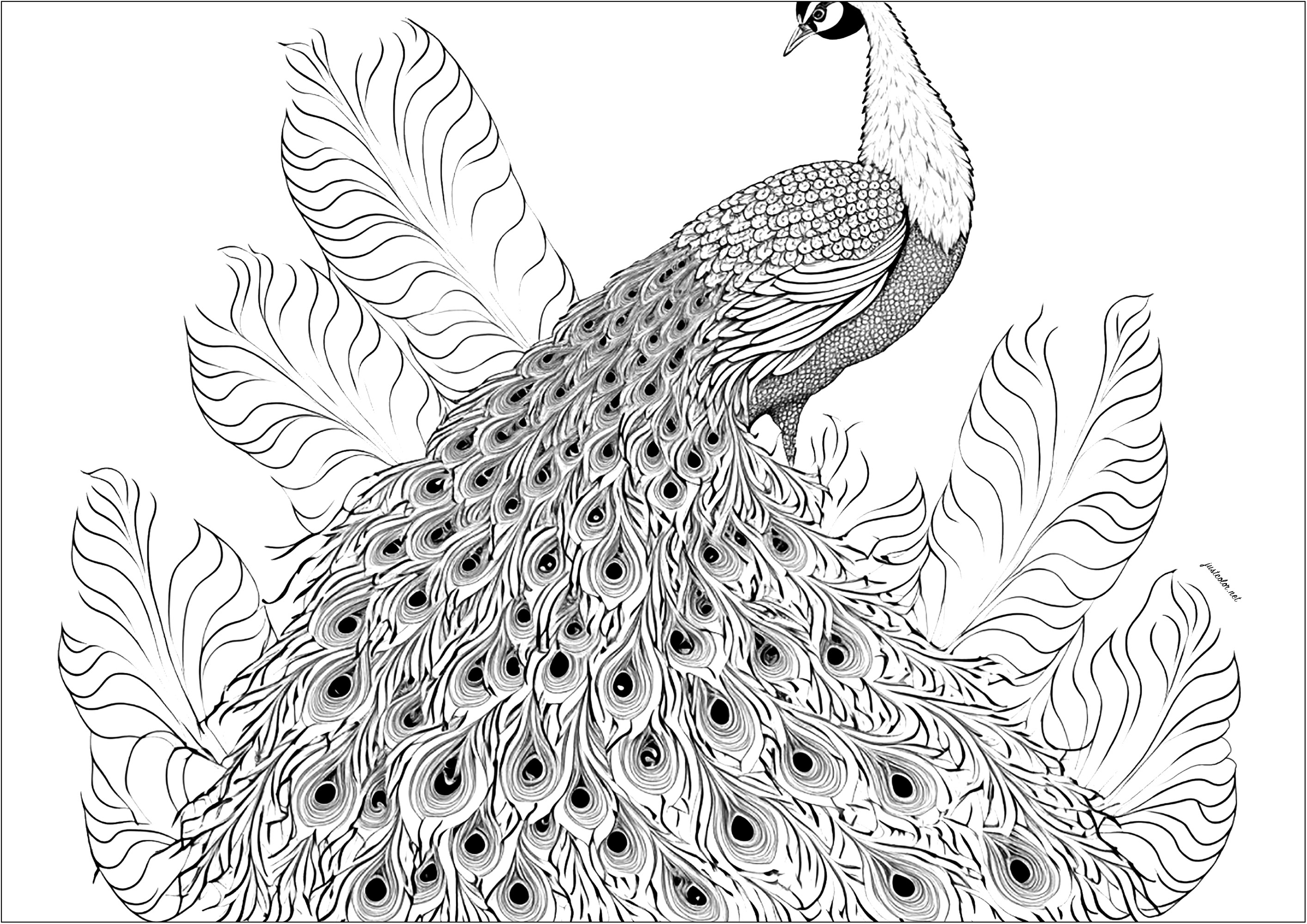 Magnifique paon à colorier. Le paon, avec sa magnifique queue de plumes, nous rappelle que la beauté est à portée de main, il suffit juste de savoir la reconnaître.', Artiste : IAsabelle