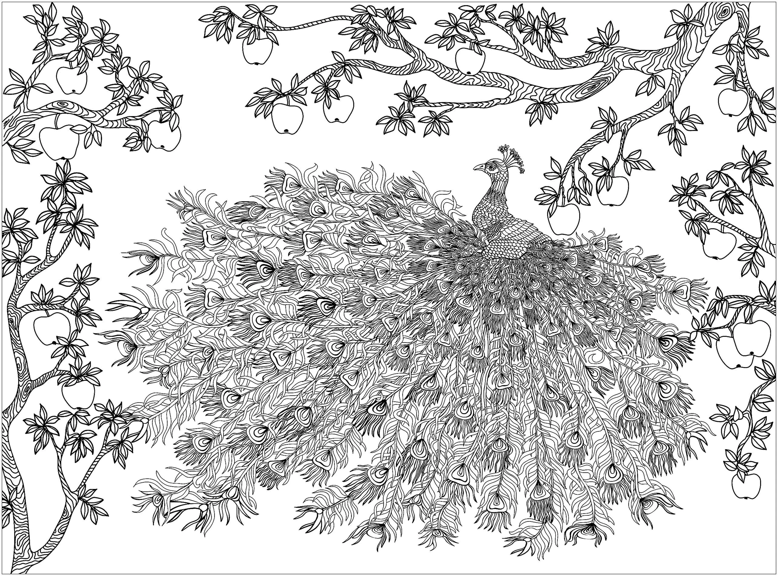 Paon entouré d'un pommier (Coloriage à imprimer pour adultes)