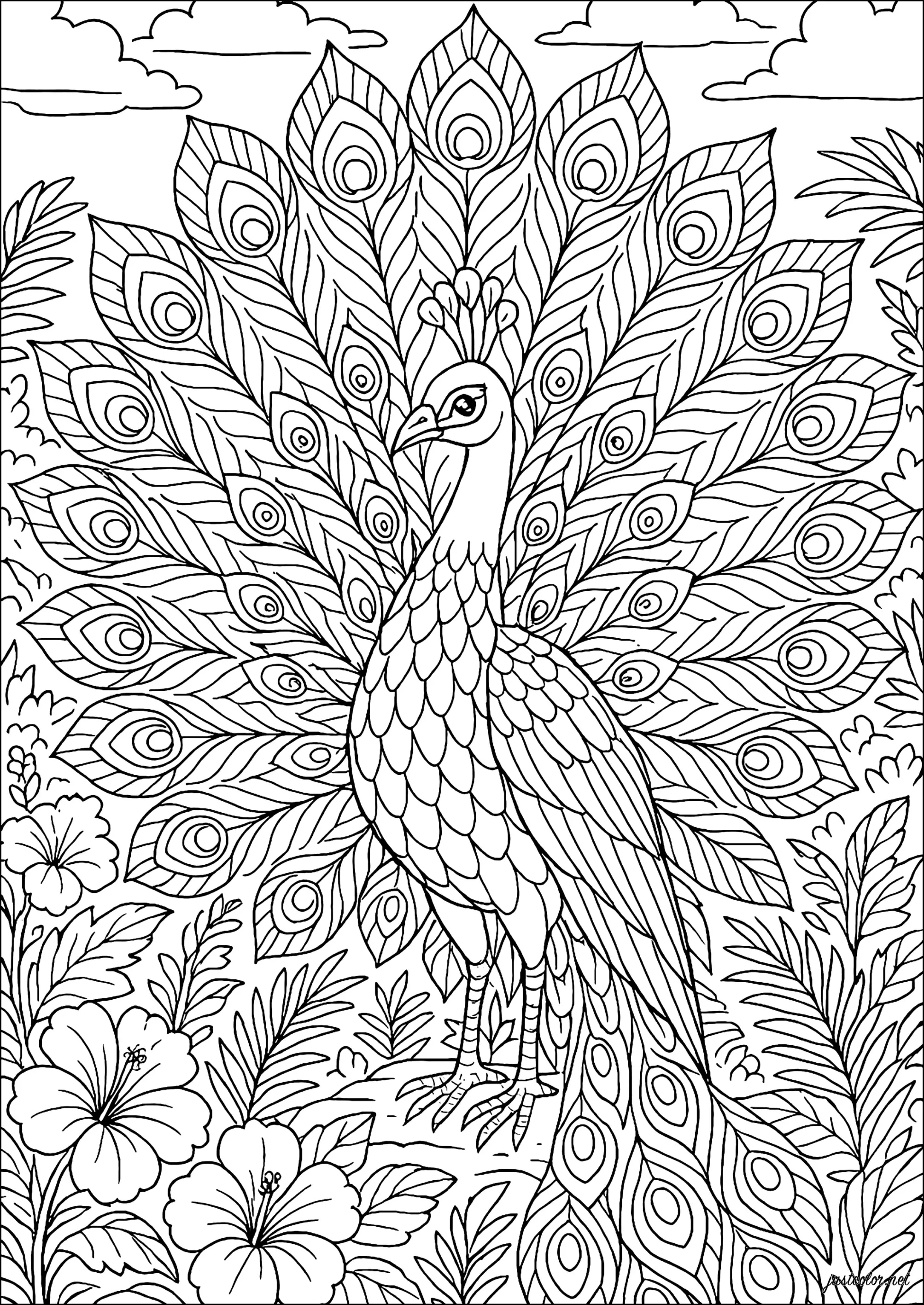 Paon majestueux déployant ses ailes (Coloriage à imprimer pour adultes)