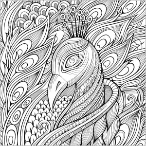 Élégant paon et ses plumes bleues (Coloriage)