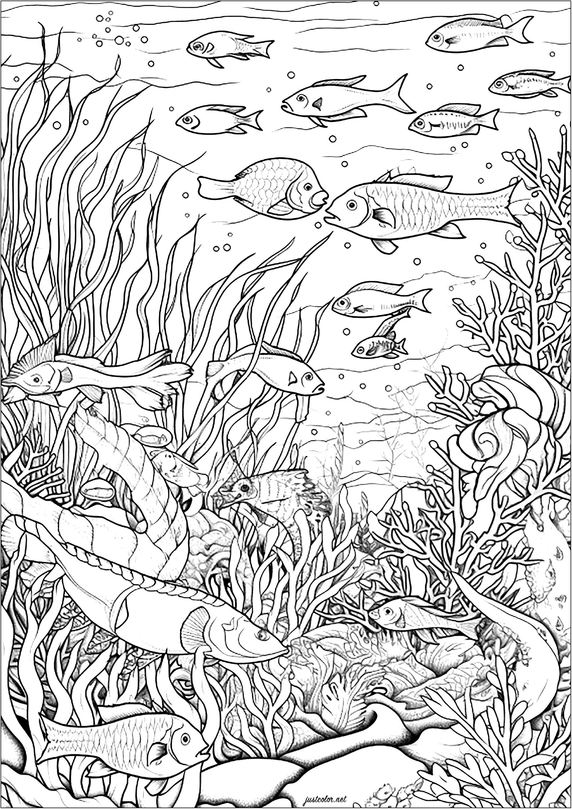 Poissons et algues. Ce coloriage est un merveilleux tableau aquatique.Il représente une scène sous-marine sereine et apaisante.On peut y voir de nombreux poissons nageant dans des fonds marins remplis d'algues.