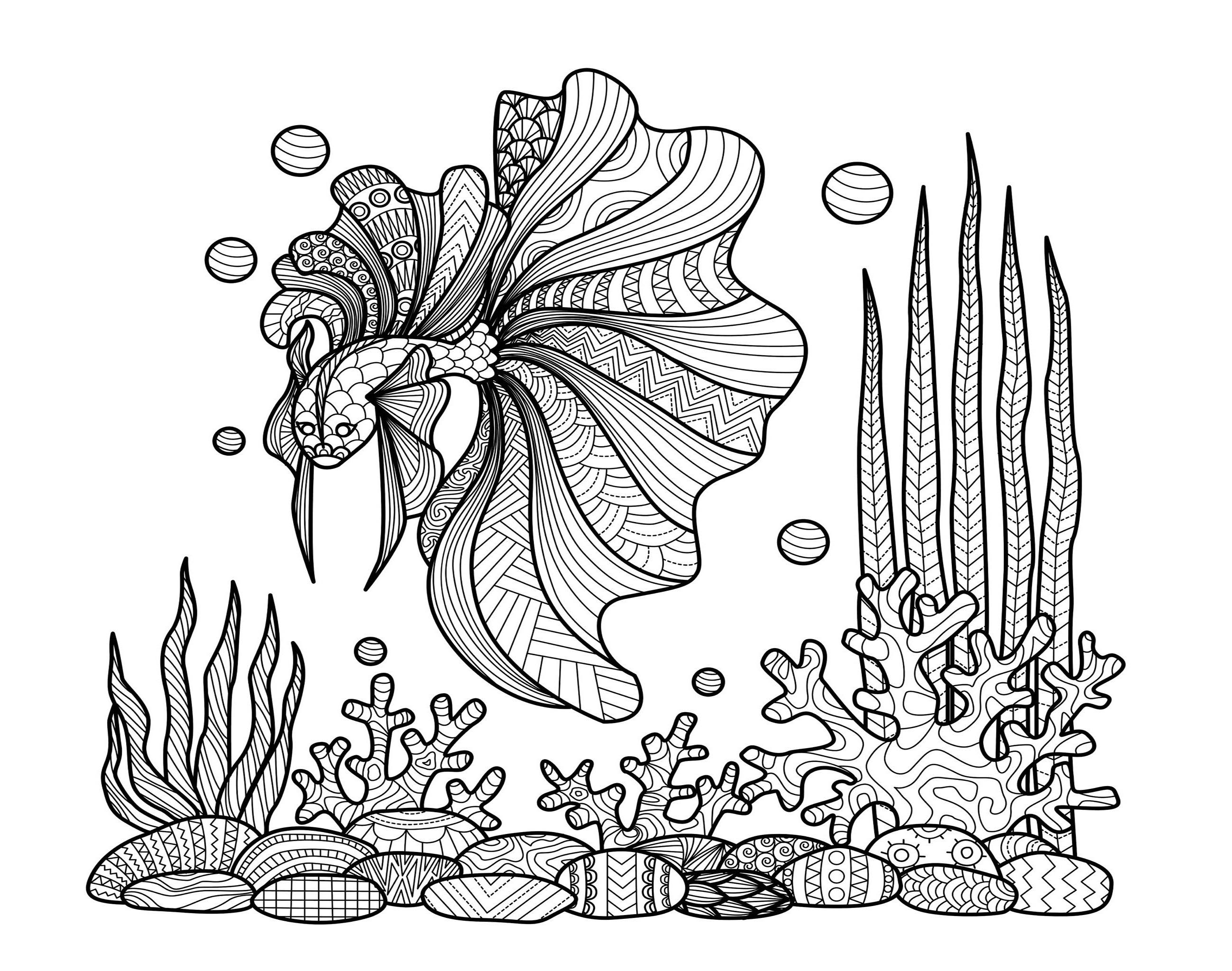 Poisson sur corails bimdeedee, Artiste : Bimdeedee   Source : 123rf