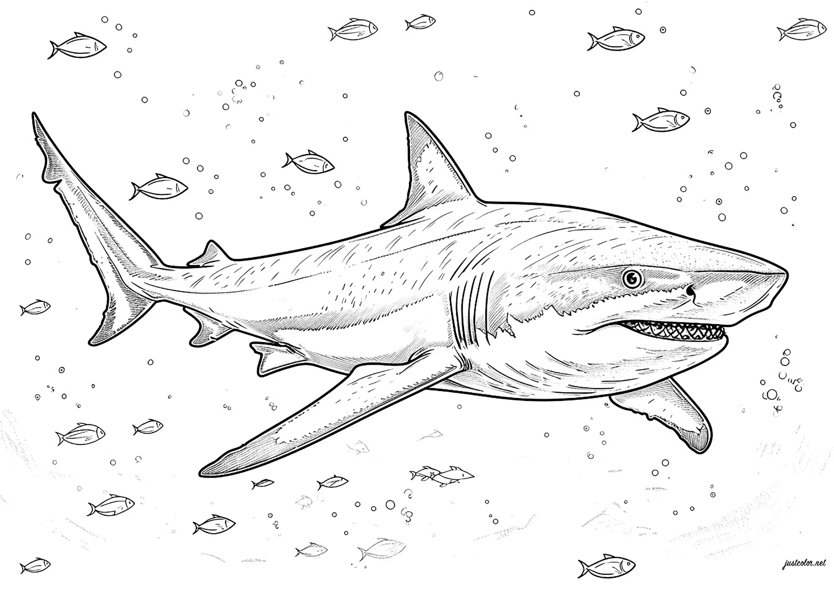 Requin et poissons (Coloriage à imprimer pour adultes)
