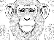 Coloriages de Singes à imprimer pour adultes