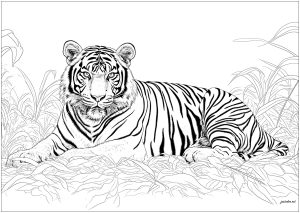 Joli tigre allongé, avec rayures noires