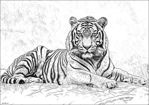 Coloriage de à imprimer pour adultes : Magnifique tigre réaliste