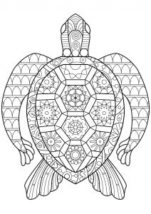 Tortue Zen