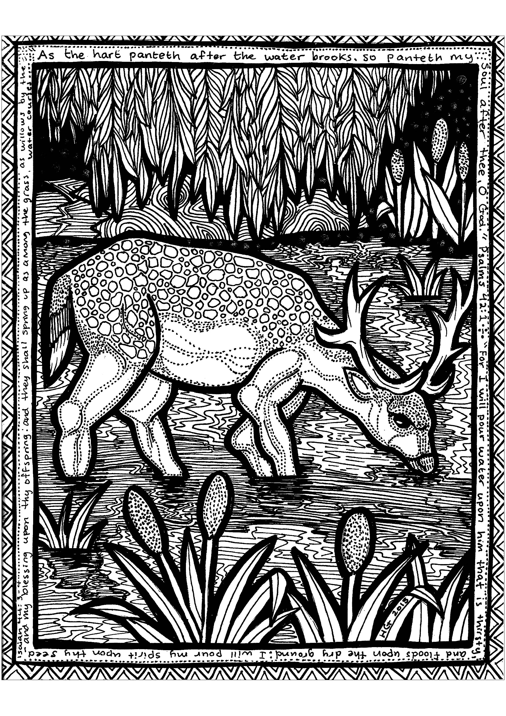 Ce joli cerf profite d'un moment de calme pour se désaltérer, profitez en aussi et coloriez le!