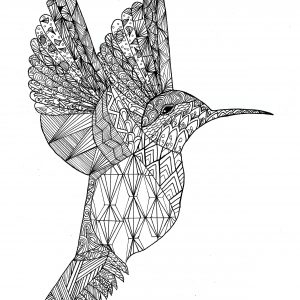 Coloriage colibri par chloe