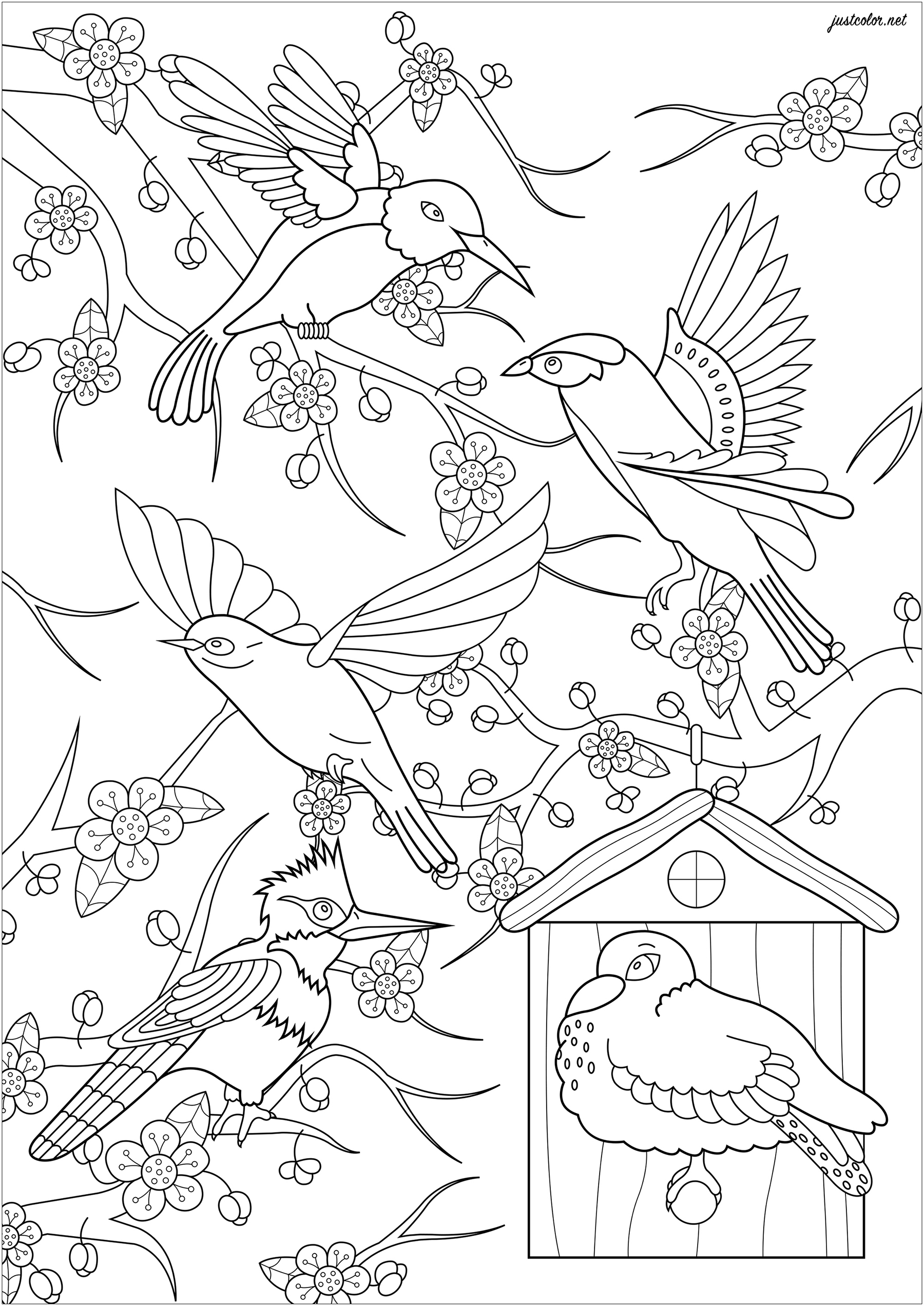Colorate questi cinque uccelli che volano di fronte a un ciliegio giapponese