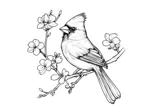 Cardinale su ramo di ciliegio (Pagina Uccelli da Colorare)