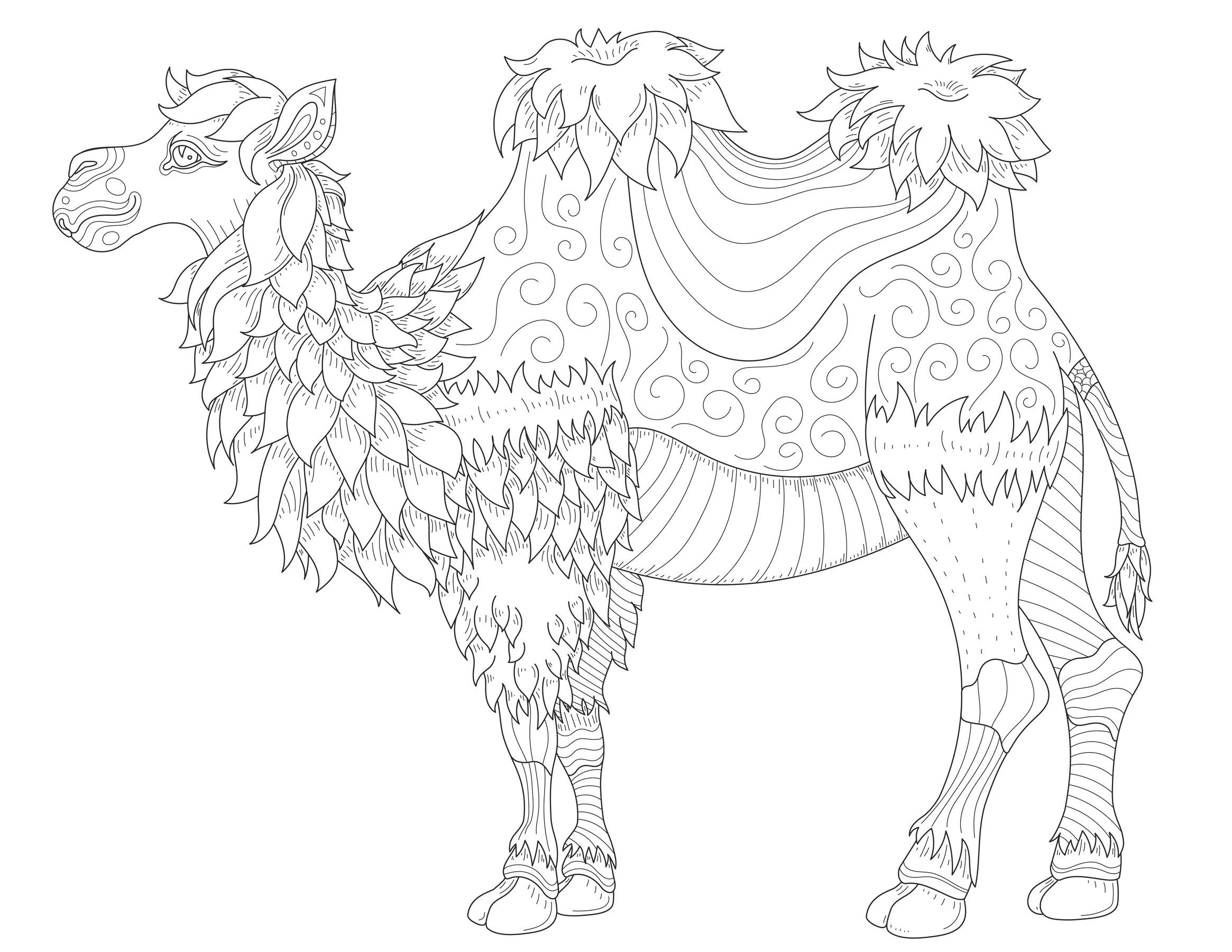 Pagina da colorare di cammello superbo con caratteristiche di disegno molto morbide, Artista : Alexandra Norina   Fonte : 123rf