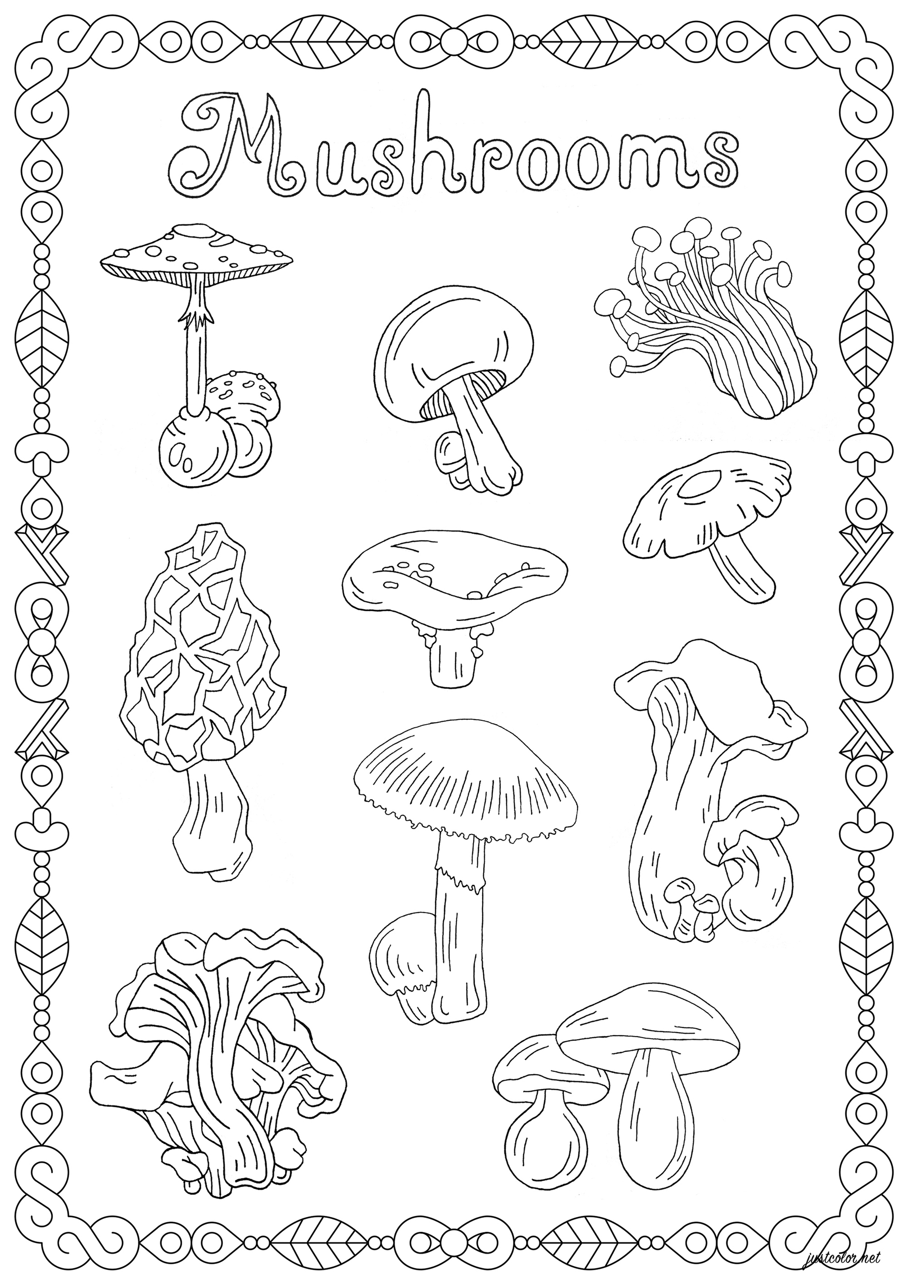 Colorate queste diverse varietà di funghi, la bella cornice che li circonda e la parola 'Funghi'.