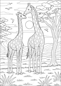 Due giraffe nella savana al tramonto