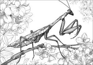 Mantide religiosa realistica