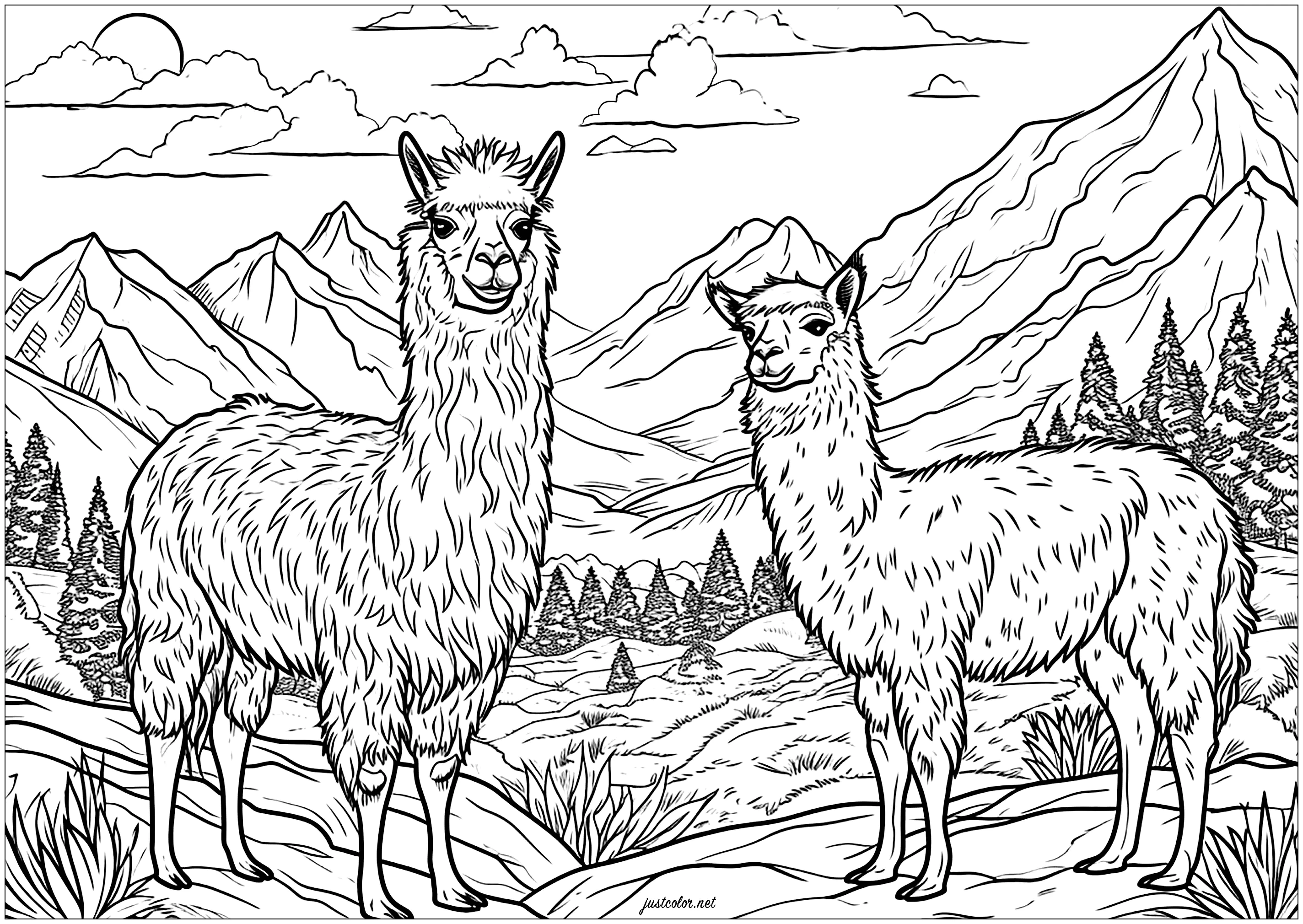 Due lama in montagna, con un'aria molto seria (Pagina da Colorare per adultos)