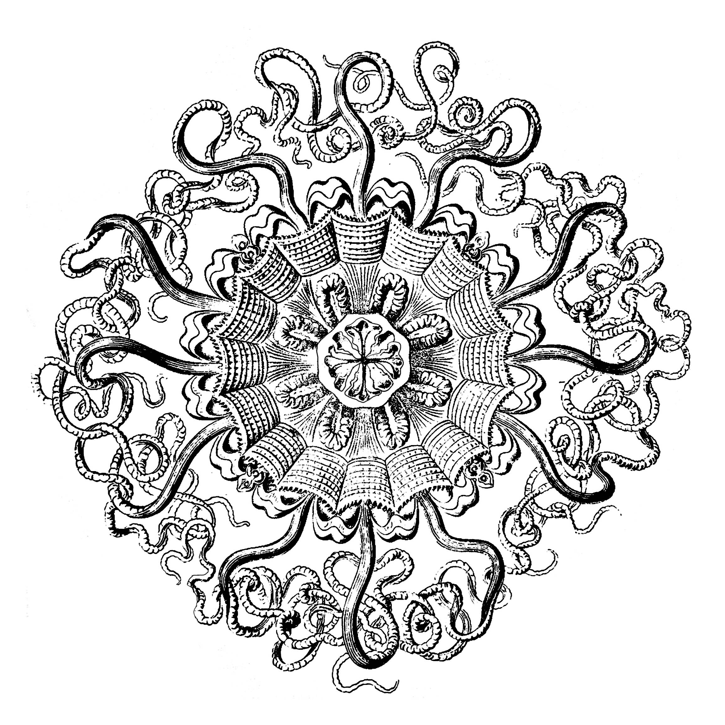 Un Mandala esclusivo creato da una lastra anatomica di medusa del XVIII secolo (Permedusae) Un Mandala esclusivo creato da una lastra anatomica di medusa del XVIII secolo (Permedusae)