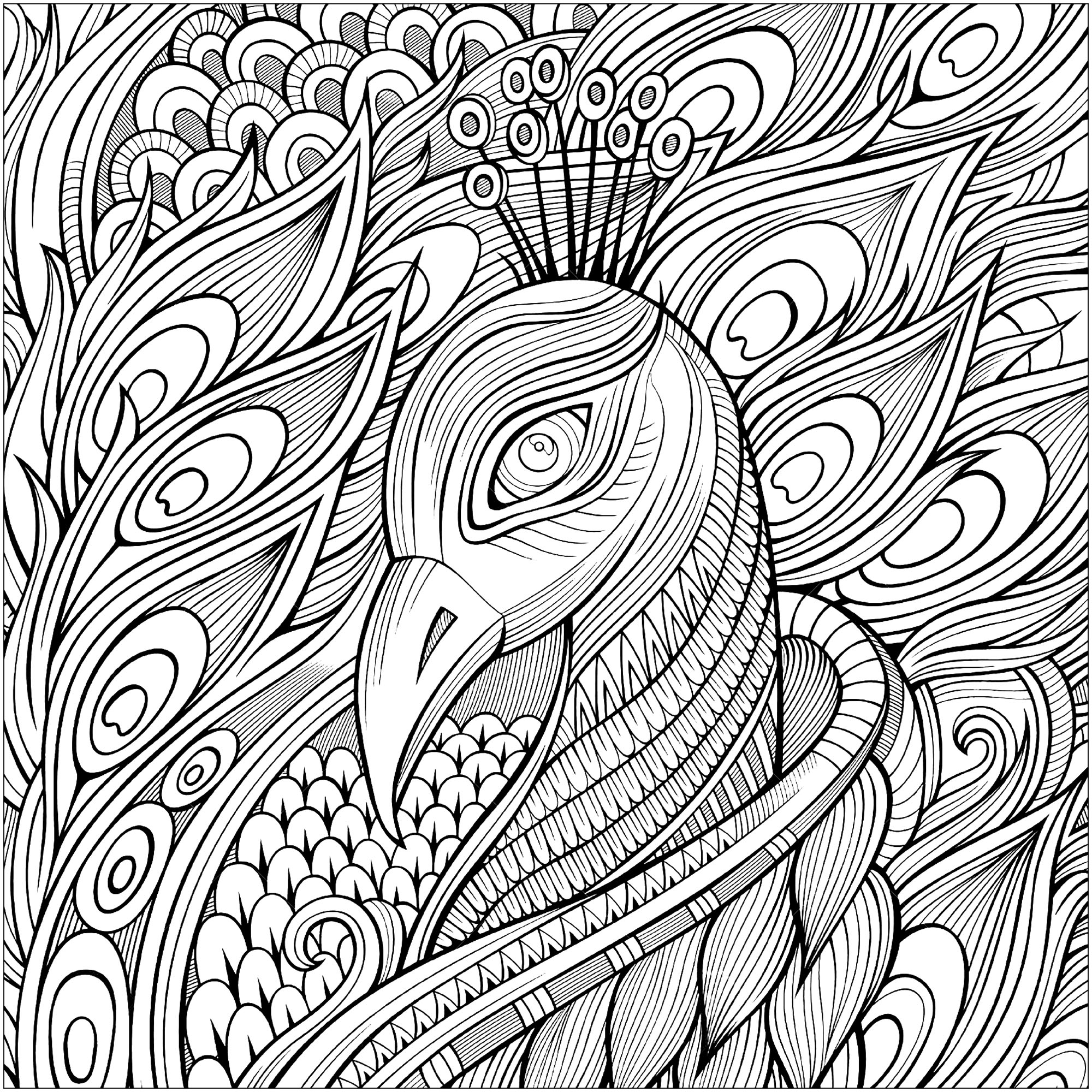 Pagina da colorare che rappresenta la testa di pavone e le sue magnifiche piume, Fonte : 123rf   Artista : Olga Kostenko
