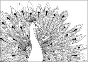 Pagina Peacocks da Colorare per adultos : Bellissimo pavone ad ali spiegate