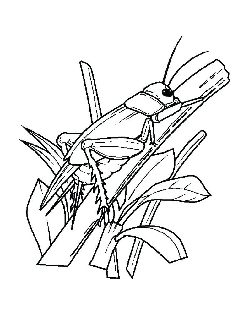 有趣的 昆虫 着色页,儿童可打印 (子ども用印刷ぬりえ:昆虫)