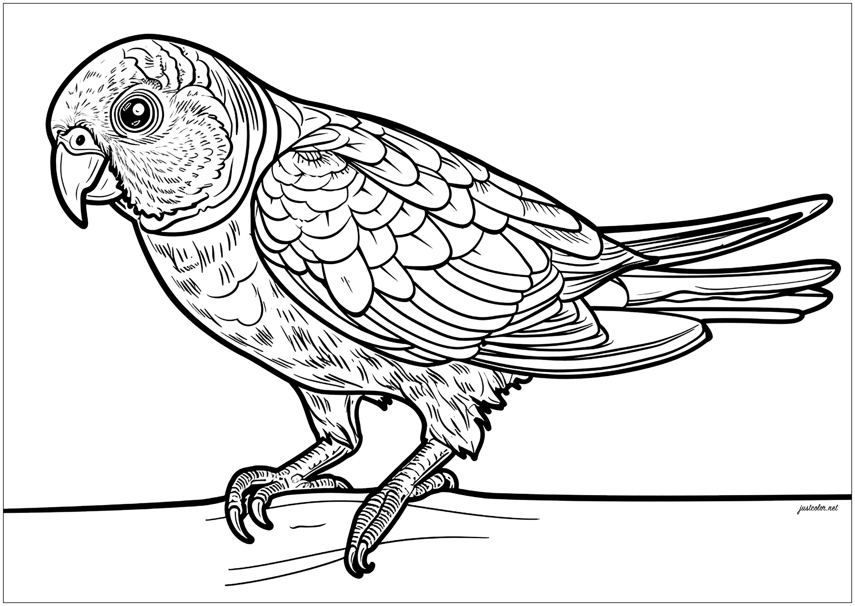 美しいインコの塗り絵 (ぬりえ 鳥 大人向け印刷用)