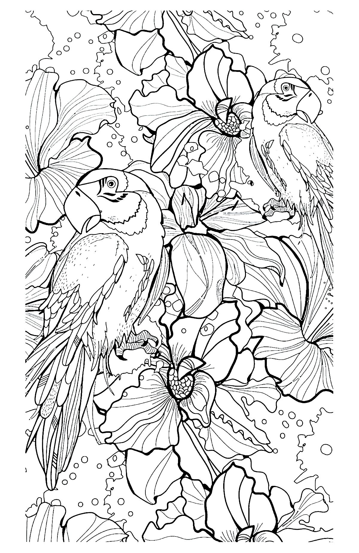 ダウンロード用の鳥のぬりえイラスト (鳥)