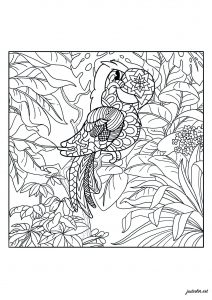 ジャングルのオウム (ぬりえ 鳥 印刷用)