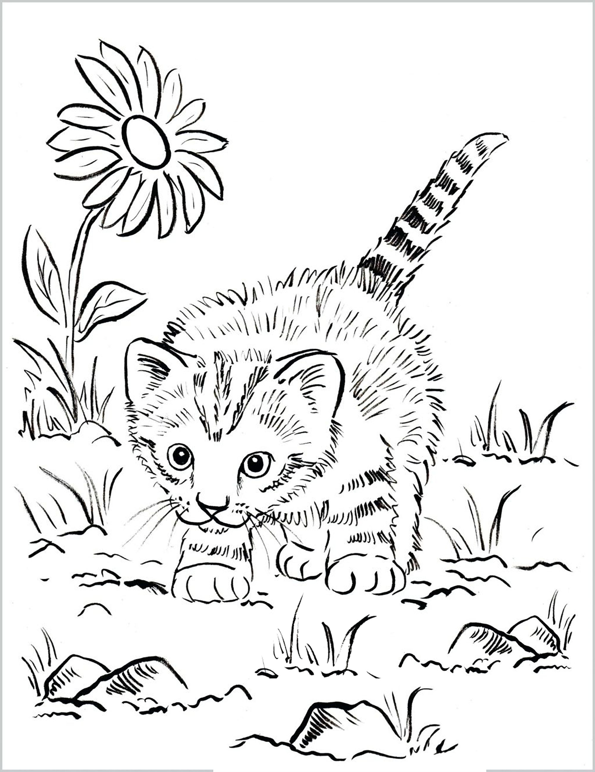 外で遊んでいる子猫 (ぬりえ 猫 大人向け印刷用)