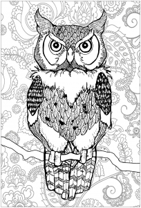 印刷して塗れるシンプルなフクロウのぬりえイラスト (ぬりえ フクロウ 印刷用)