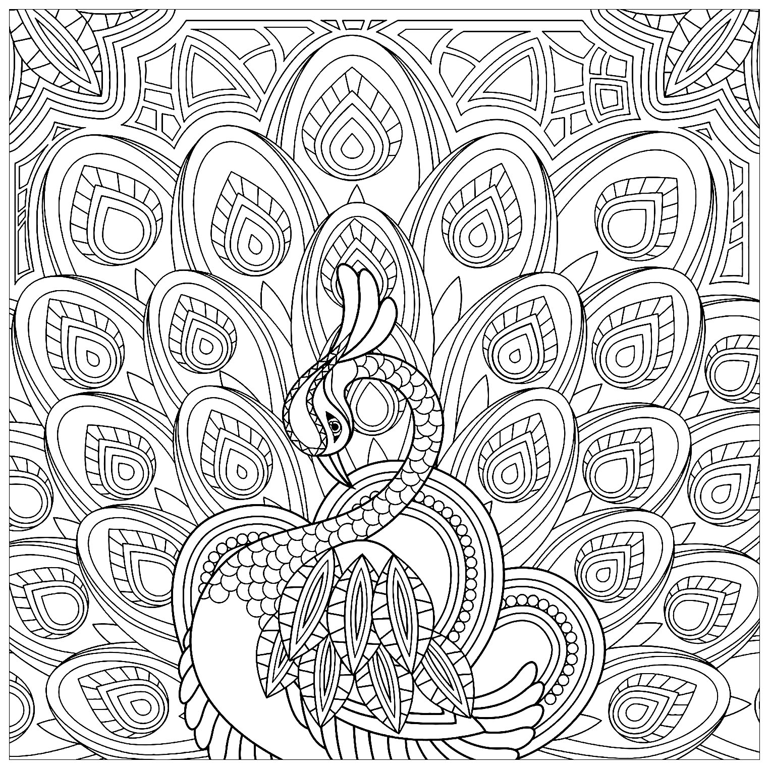 孔雀の四角い塗り絵 (複雑なぬりえ クジャク 大人向け印刷用)
