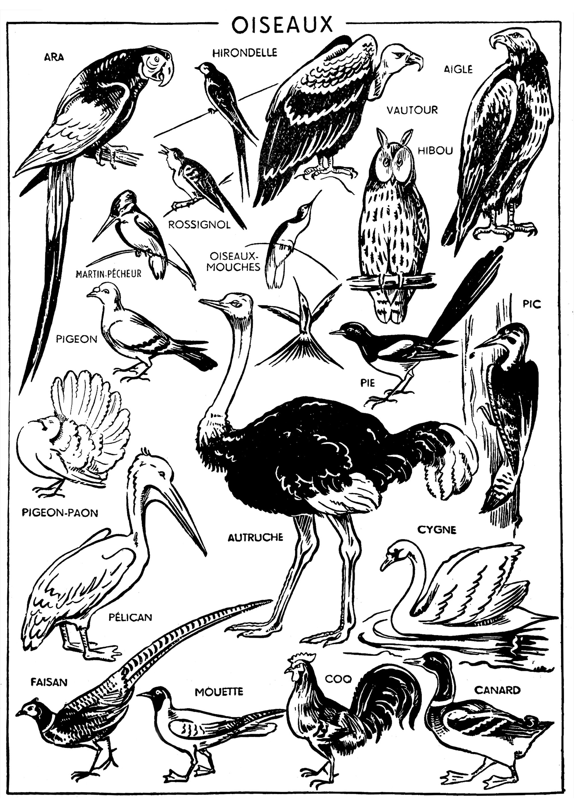 フランス語の教科書の中の鳥 (ぬりえ ビンテージ 大人向け印刷用)
