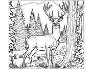 Deers Coloring Pages for Kids