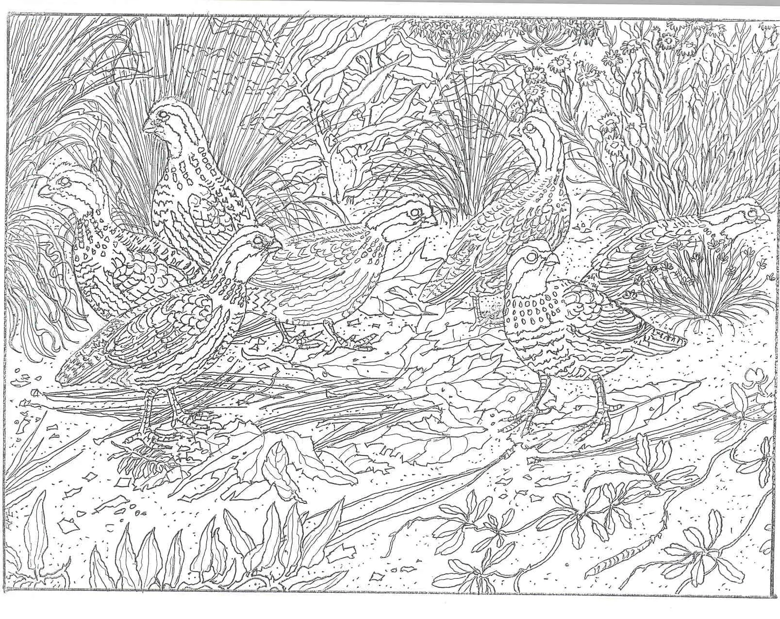 Outdoor birds, with many details (Printable Adult Coloring Page for Kids)