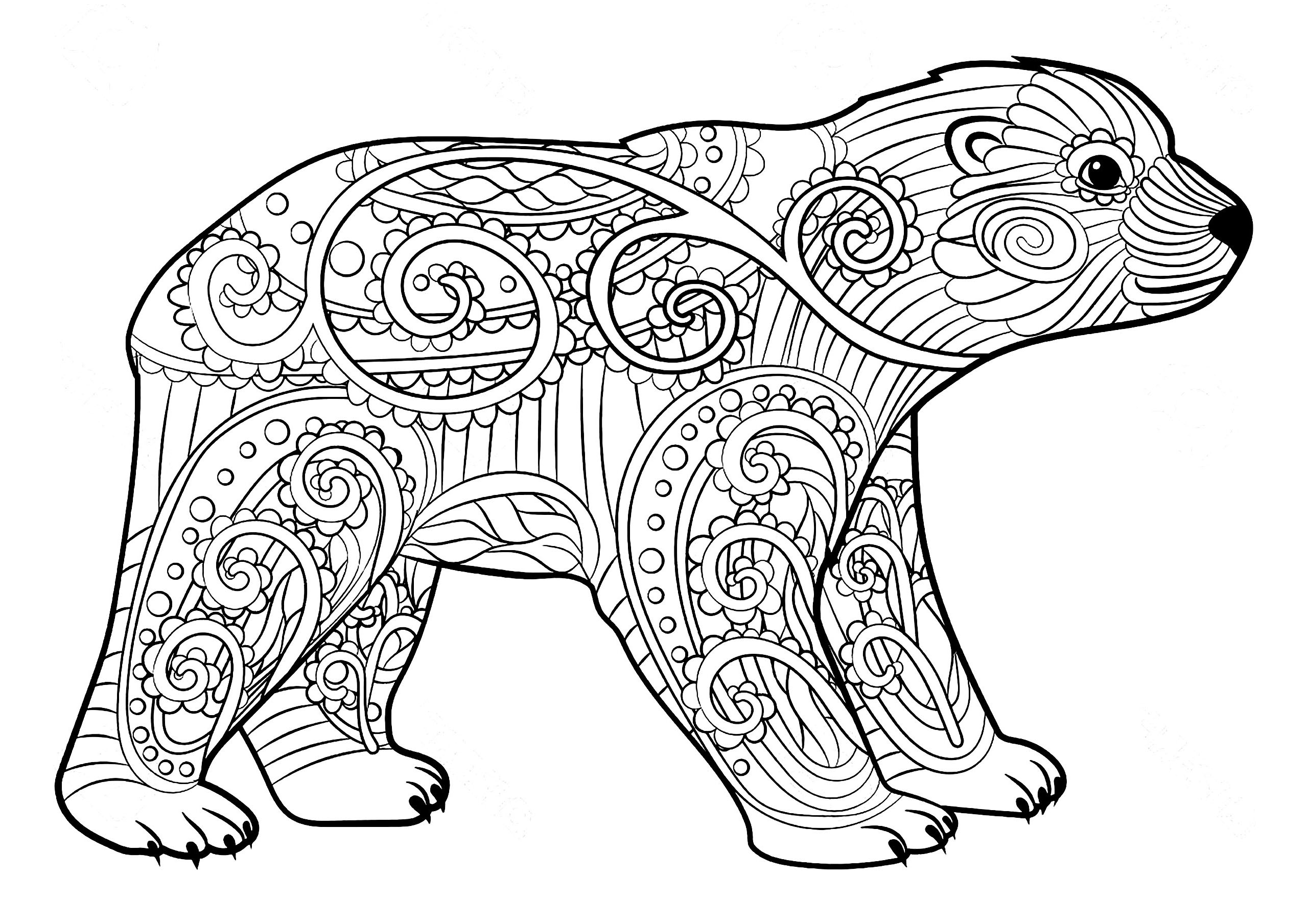 Young bear and motifs