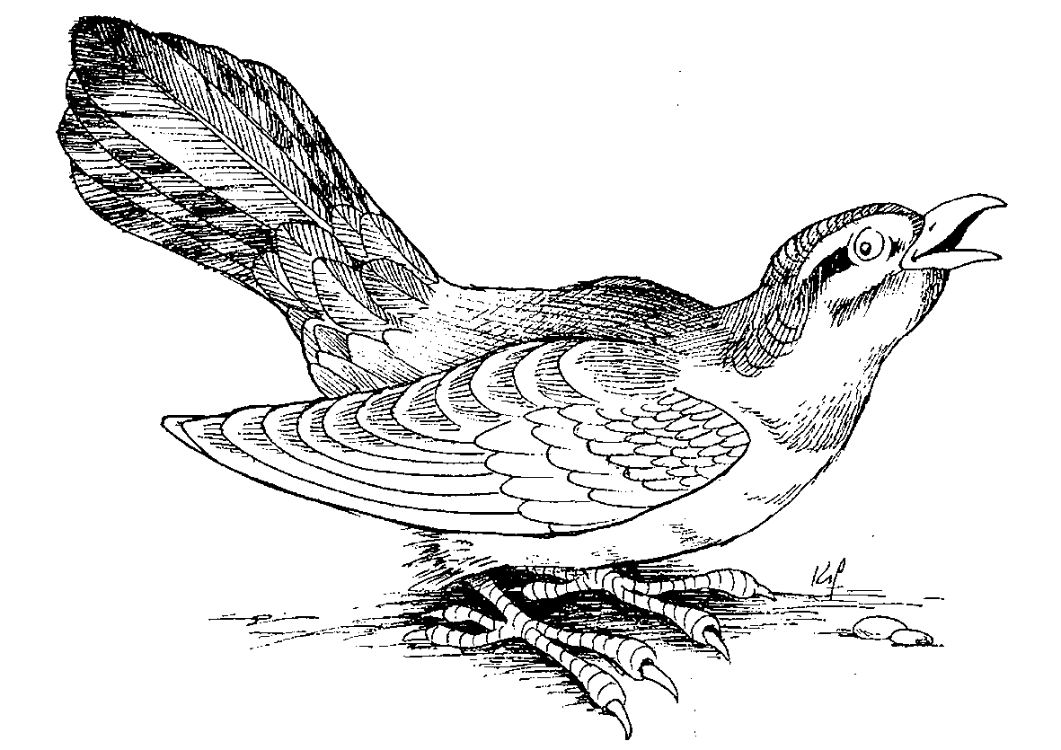 Printable Birds coloring page to print and color for free