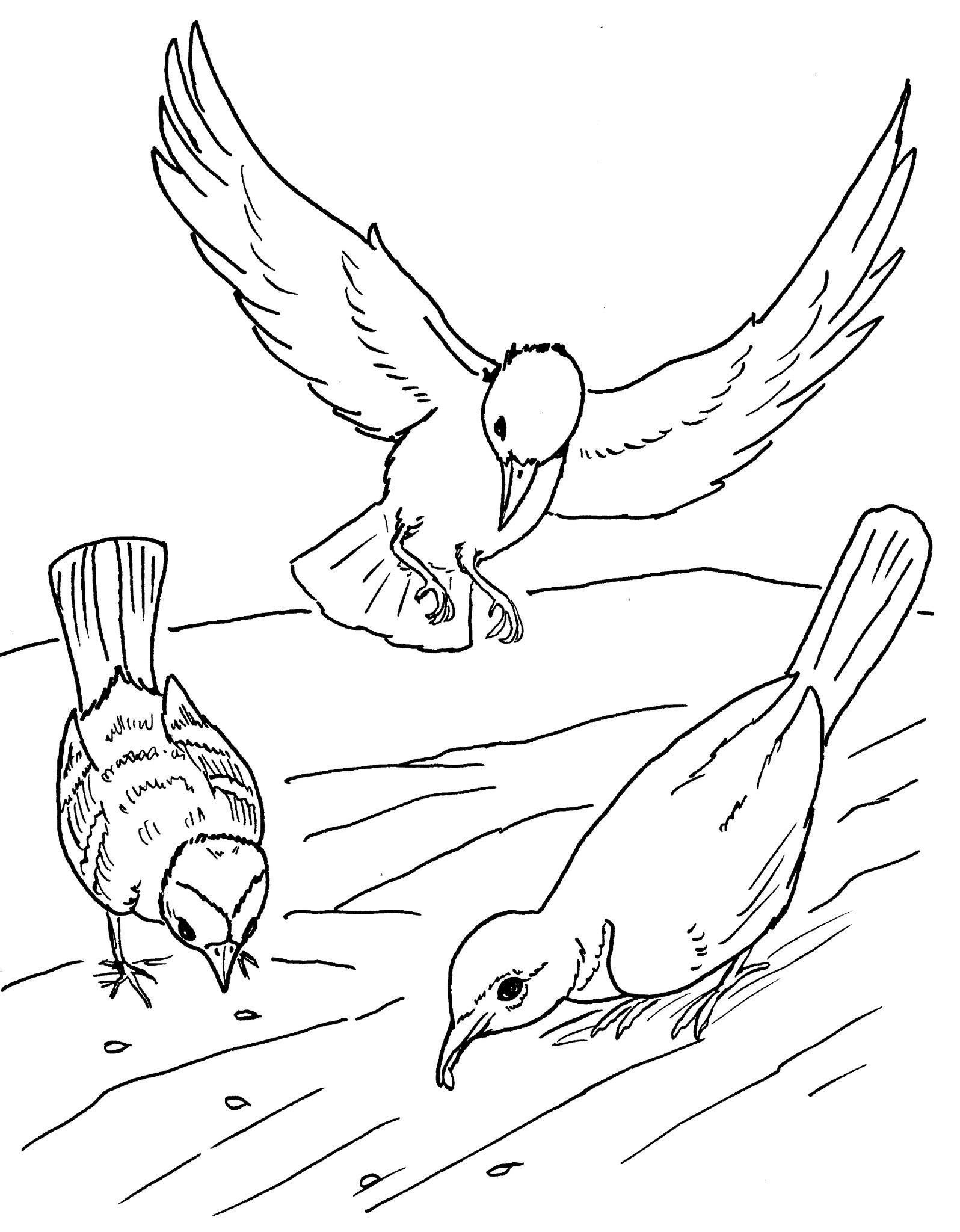 Birds to print for free - Birds Kids Coloring Pages