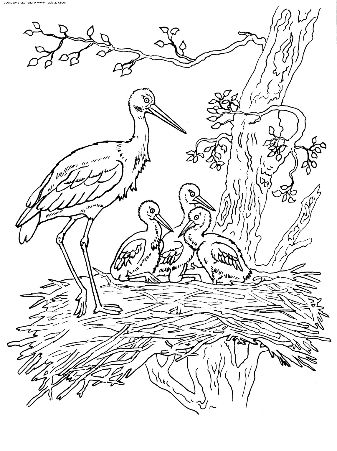 Stork in its nest with its young (Printable Bird Coloring Page for Kids)