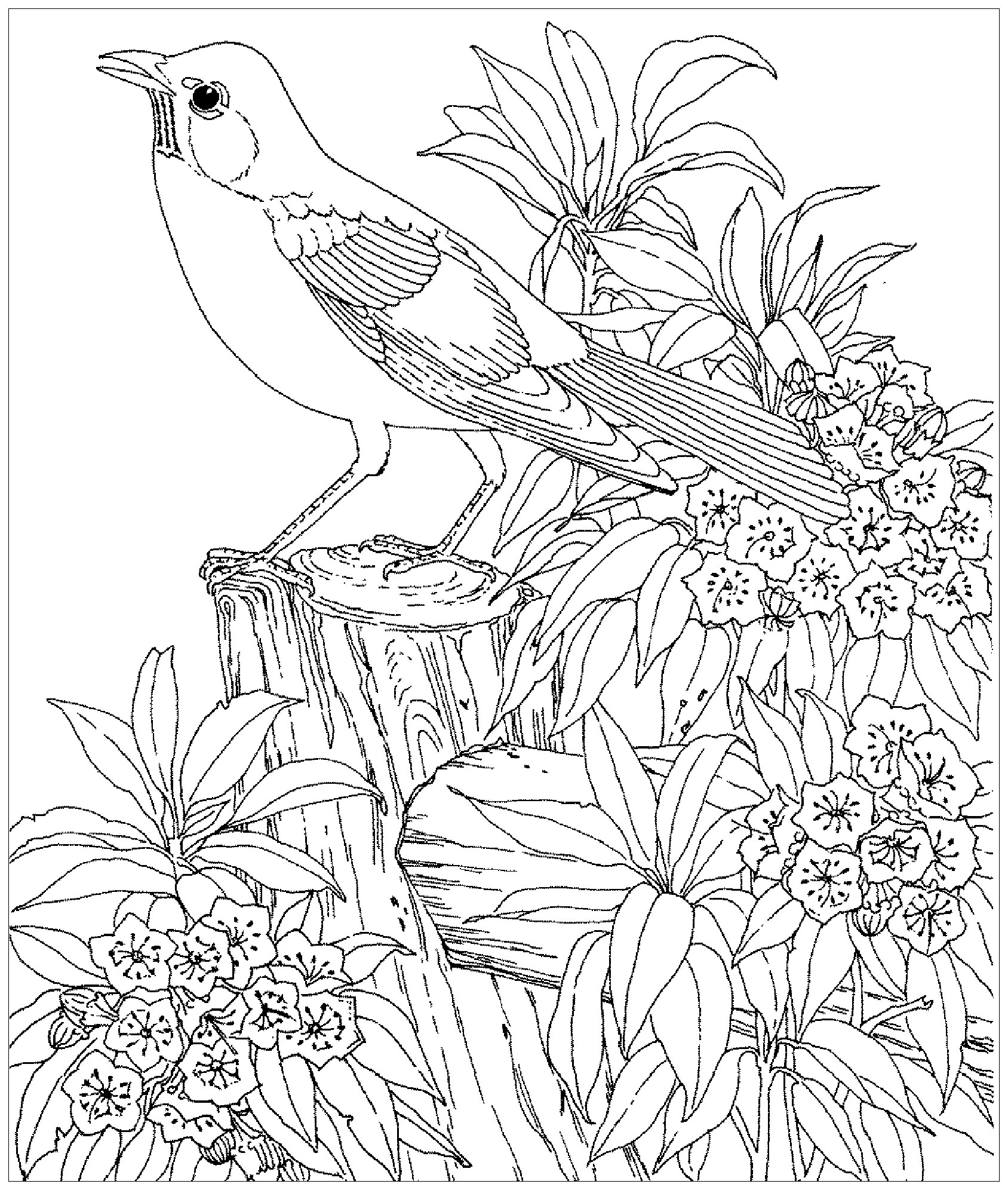 Birds coloring page to print and color