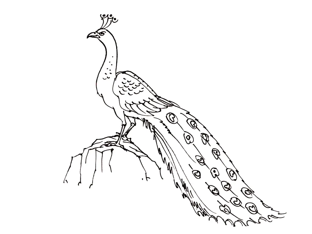 Birds free to color for kids