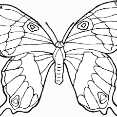 Printable Butterflies coloring sheets for Kids