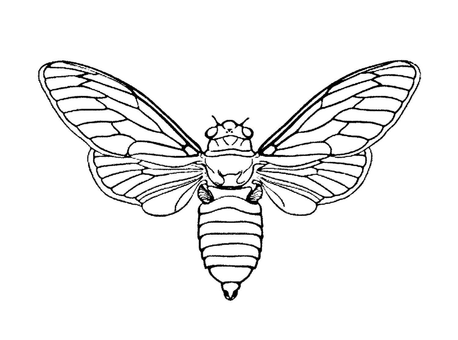 Butterfly coloring pages for kids to print